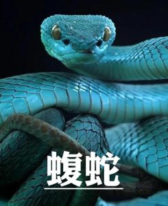 蝮蛇中药解析：毒性属性、药用功效与主治病症全指南插图1