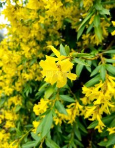 连翘：传统中药的属性、功效与作用及方剂推荐插图1