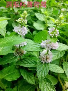 薄荷中药属性详解：辛凉解表功效、清利头目作用及经典配伍方剂插图2