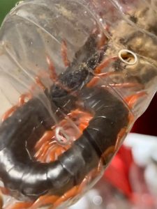 蜈蚣中药的属性特征、药用功效作用及对症方剂推荐插图1