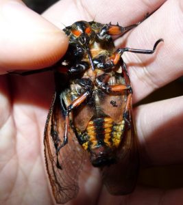 蚱蝉中药：药材属性分类、核心功效作用及实用方剂整理插图1