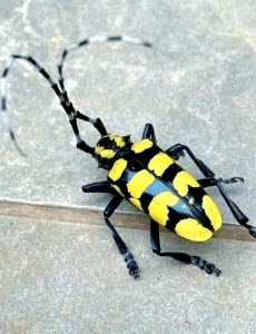 天牛中药：药材属性分类、核心功效作用及实用方剂参考插图1