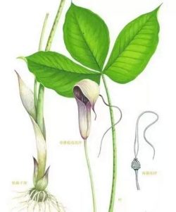 天南星科半夏草药介绍​插图3