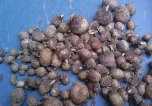 天南星科半夏草药介绍​插图2