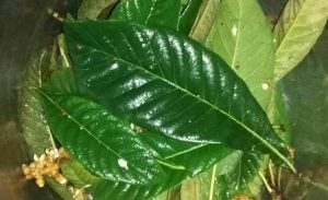 枇杷叶中药：润肺止咳功效，炮制属性特点与化痰平喘方剂推荐