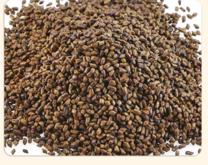 炒决明子：清肝明目属性解读，对症方剂大公开？插图1