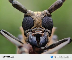 天牛中药：药材属性分类、核心功效作用及实用方剂参考