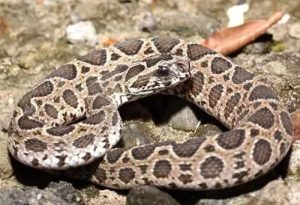 蝮蛇中药解析：毒性属性、药用功效与主治病症全指南