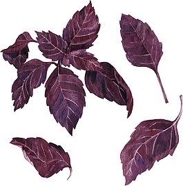 紫苏叶中药属性详解：解表散寒功效、理气和胃作用及风寒感冒适用方剂