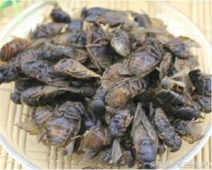 虻虫中药属性详解：药用功效、临床作用及经典方剂参考插图2