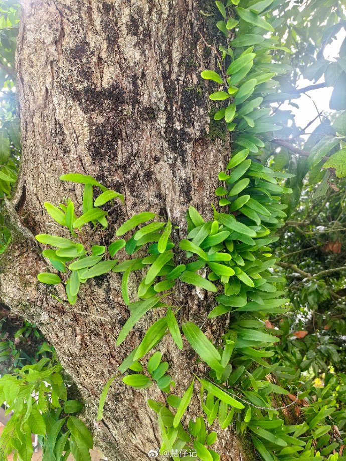 石韦:详析属性特征,解读功能主治、药材性状及别样食用法?插图 石韦:详析属性特征,解读功能主治、药材性状及别样食用法?插图