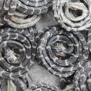 金钱白花蛇中药属性指南：形态特征、功效作用及主治病症插图1