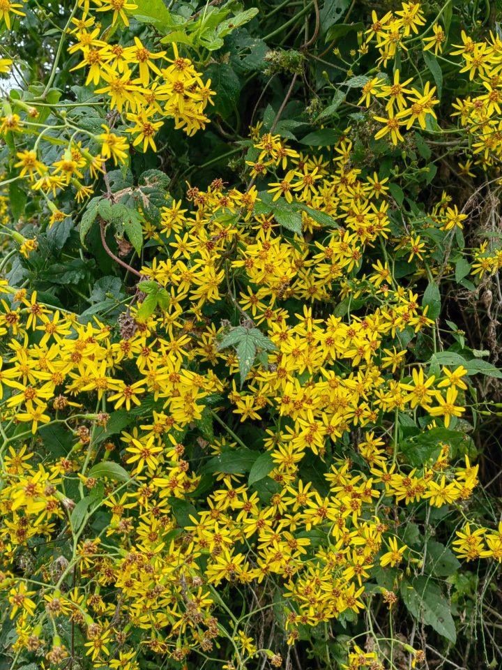 千里光：解析属性特点，明晰功能主治、药材性状及特色食用窍门？插图