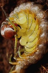 沙蚕中药属性指南：生物特征、功效作用及主治病症说明插图1