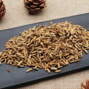 炒谷芽：属性功效的奥秘，开胃方剂轻松学？