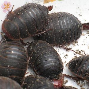 土鳖虫中药属性详解：功效与作用分析及常用方剂汇总