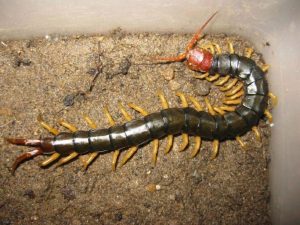 蜈蚣中药的属性特征、药用功效作用及对症方剂推荐