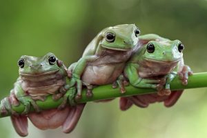 青蛙中药解析：生态属性、药用功能与主治病症详解插图2