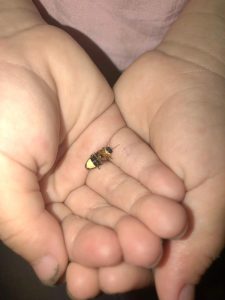 萤火虫中药属性与功效作用：生物属性、药用价值及方剂参考插图1