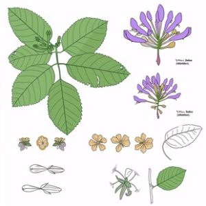 丁香花：丁香芬芳韵悠长，温中降逆有妙方，裕亨中药来分享？