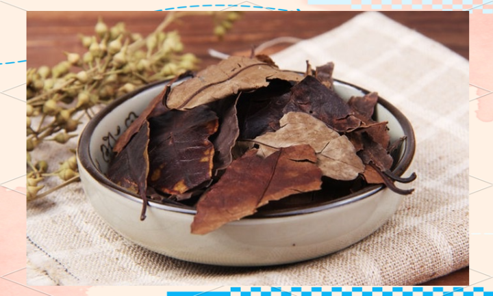 四季青叶中药属性与功效：清热解毒作用、药材属性分类及消炎方剂举例插图1