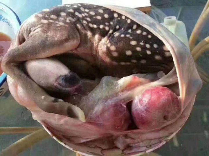 鹿胎：鹿胎中药属性是什么？性状、主治症状，方剂选用如何斟酌？