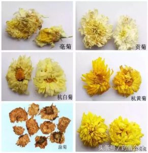 亳菊花：亳州菊花香，清肝明目强，裕亨中药说亳菊花的独特之处？插图1