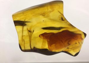 琥珀中药的属性、功效与作用及方剂搭配全览？插图1