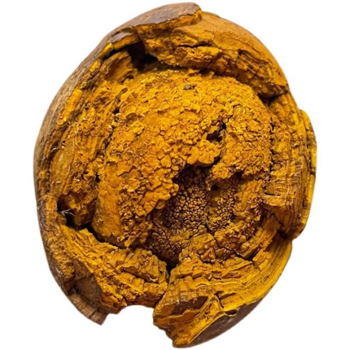 牛黄：解析牛黄中药属性！性状特点与主治病症，土方选用有何窍门？