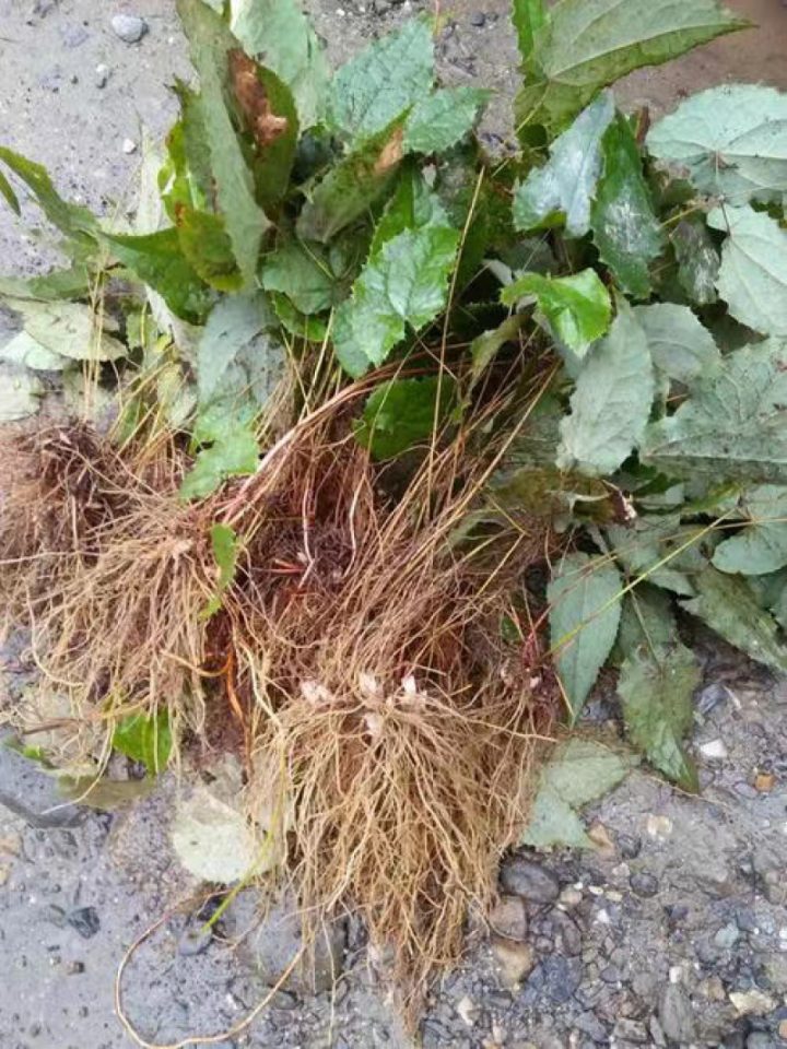 淫羊藿中药：补肾阳功效解析，性味属性特征及强筋健骨经典方剂插图