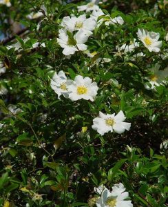 金樱子：独特中药的属性、功效与作用及方剂推荐插图2