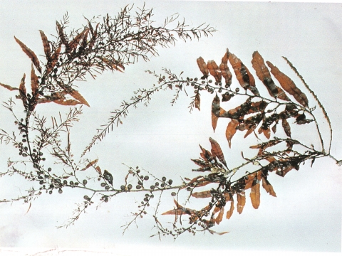 海蒿子属性大揭秘：深入了解功能主治、药材性状与特色食用方法？