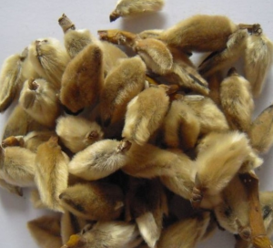 辛夷花：鼻窍通利的花中精灵，辛夷花属性功效与方剂，裕亨来揭秘？插图1