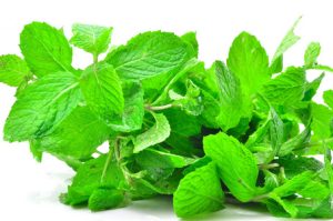 薄荷中药属性详解：辛凉解表功效、清利头目作用及经典配伍方剂插图1