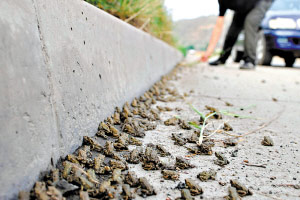 蟾蜍中药属性手册：生态特征、药用功能与主治病症说明插图2