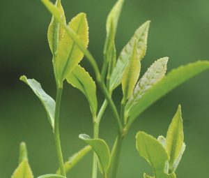 番泻叶中药属性说明：泻下通便作用、使用注意事项及实用方剂参考插图2