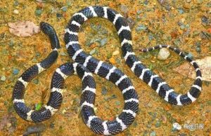 金钱白花蛇中药属性指南：形态特征、功效作用及主治病症插图2