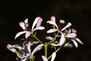 川楝木知识讲堂：属性解析、功能主治、药材性状与常用方剂？插图1