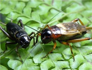 蟋蟀中药：性味属性解析，主要功效与作用及经典方剂举例插图2