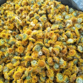 旋覆花：旋覆花里藏乾坤，降气化痰有奇方，裕亨中药课堂开讲？插图1