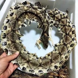 蕲蛇中药百科：药用属性、核心功效与主治病症全介绍插图1