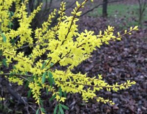 连翘：传统中药的属性、功效与作用及方剂推荐插图2