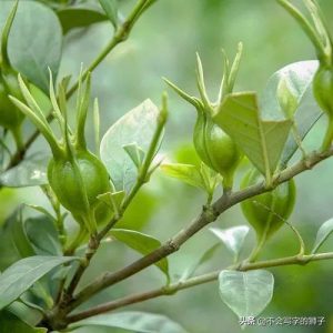 栀子：清热中药的属性、功效与作用及方剂推荐插图1