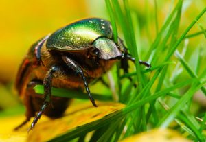 金龟子中药：生物形态属性、药用功效与作用及实用方剂推荐插图1