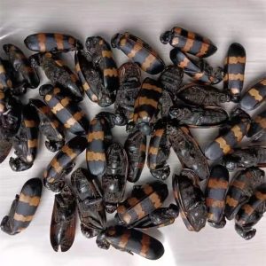 斑蝥中药属性说明：毒性特征、功效作用及安全方剂推荐插图1