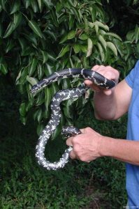 银环蛇中药百科：毒性属性、药用功效与主治病症解析插图1