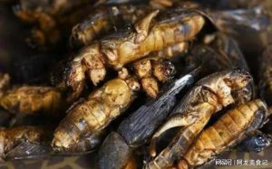 蝼蛄中药：性味归经属性解析，核心功效与作用及实用方剂推荐插图1