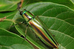 青娘子中药：毒性属性说明，功效作用解析及安全方剂推荐插图1