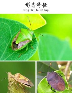 九香虫中药属性与功效作用：性味特征、临床作用及方剂举例插图2