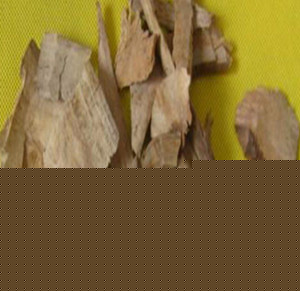 香樟根皮：领略独特属性，温中止痛功效与经典方剂解读?插图1